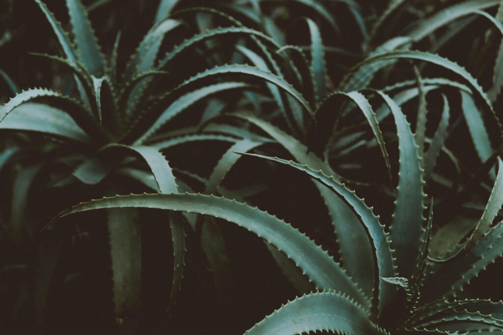 Best supplements for gut health including aloe vera